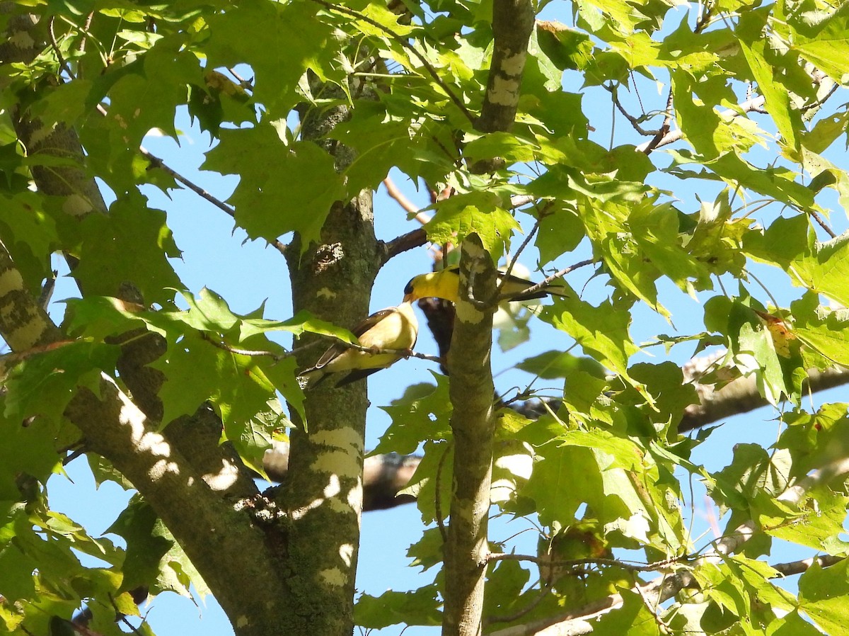 American Goldfinch - ML641139338