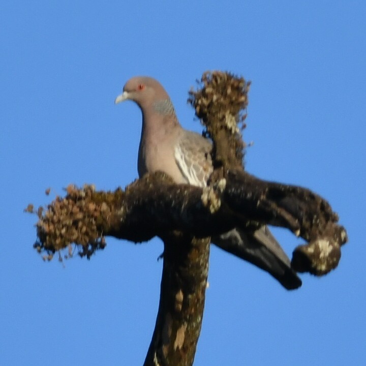 Picazuro Pigeon - ML641139342