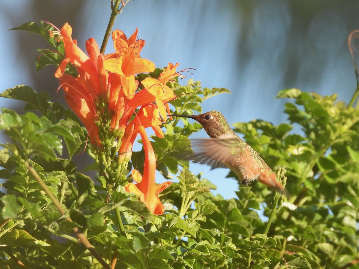 Allen's Hummingbird - ML641139349