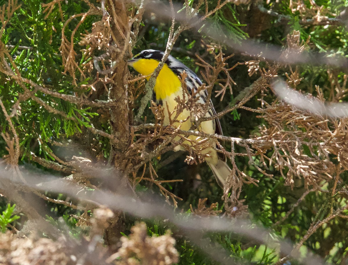 gulstrupeparula - ML641139350