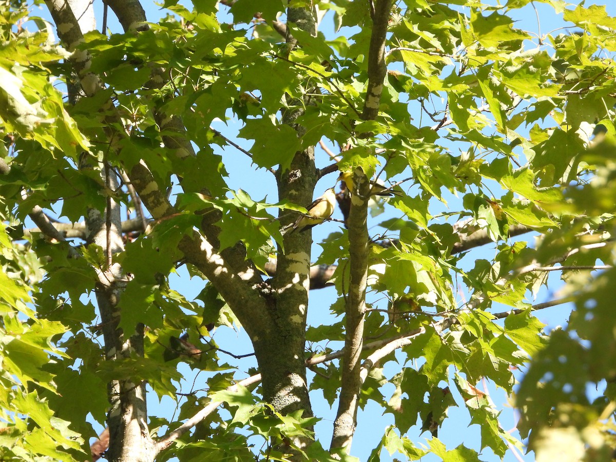 American Goldfinch - ML641139352