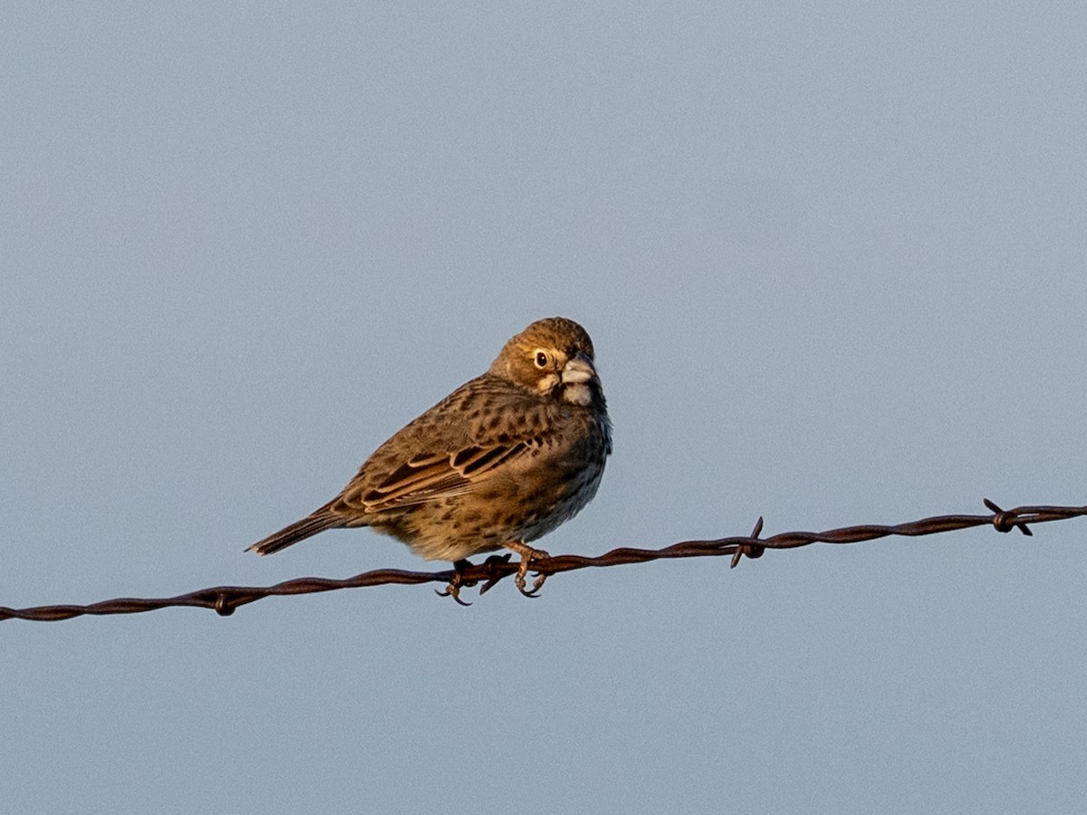 Lark Bunting - ML641139380