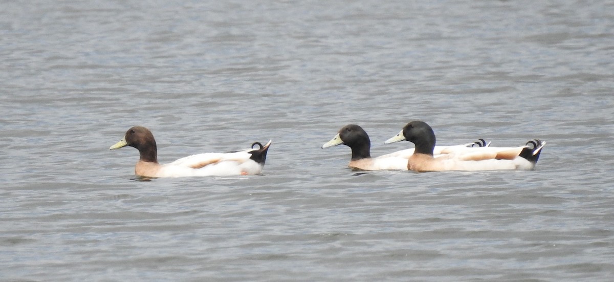 Mallard (Domestic type) - ML641139382