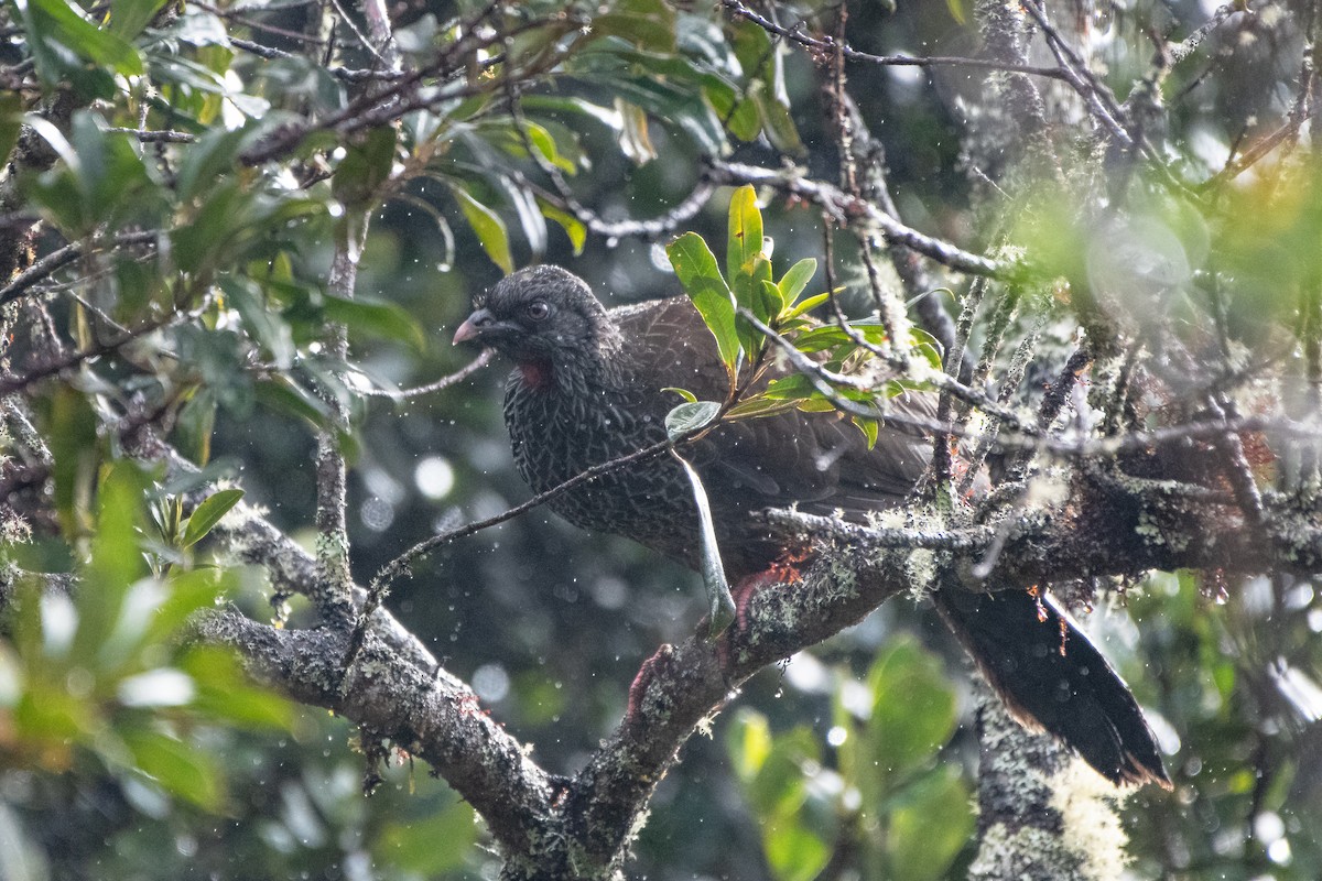 Andean Guan - ML641139422