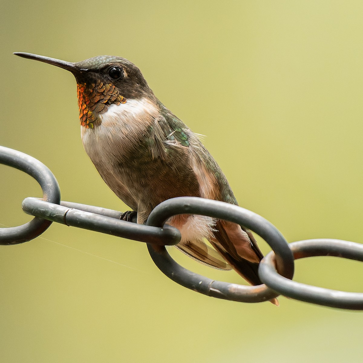 Ruby-throated Hummingbird - ML641139442