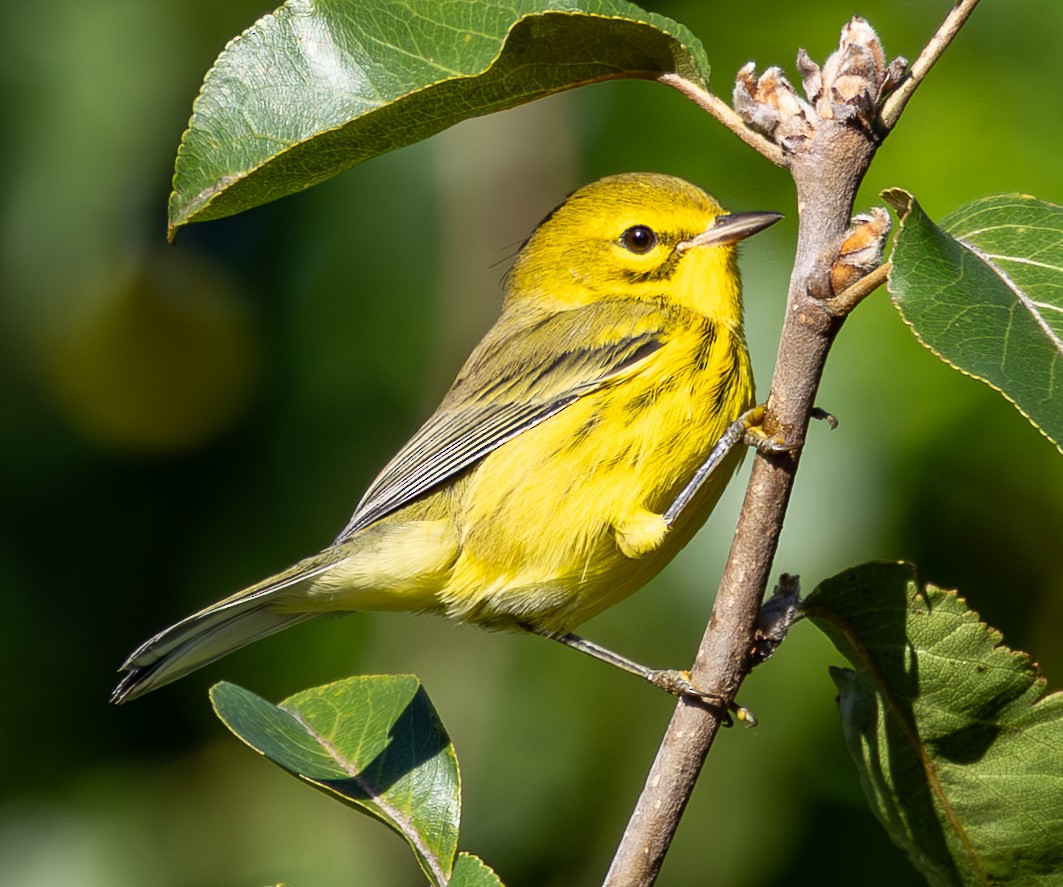 Prairie Warbler - ML641139451