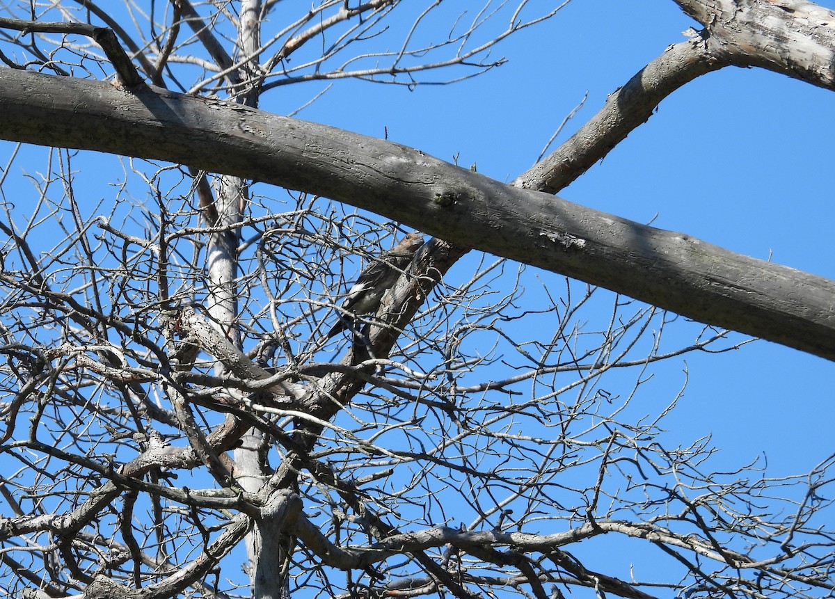 Red-headed Woodpecker - ML641139465