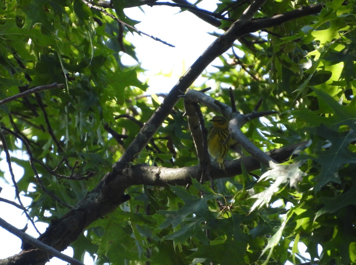 Cape May Warbler - ML641139475