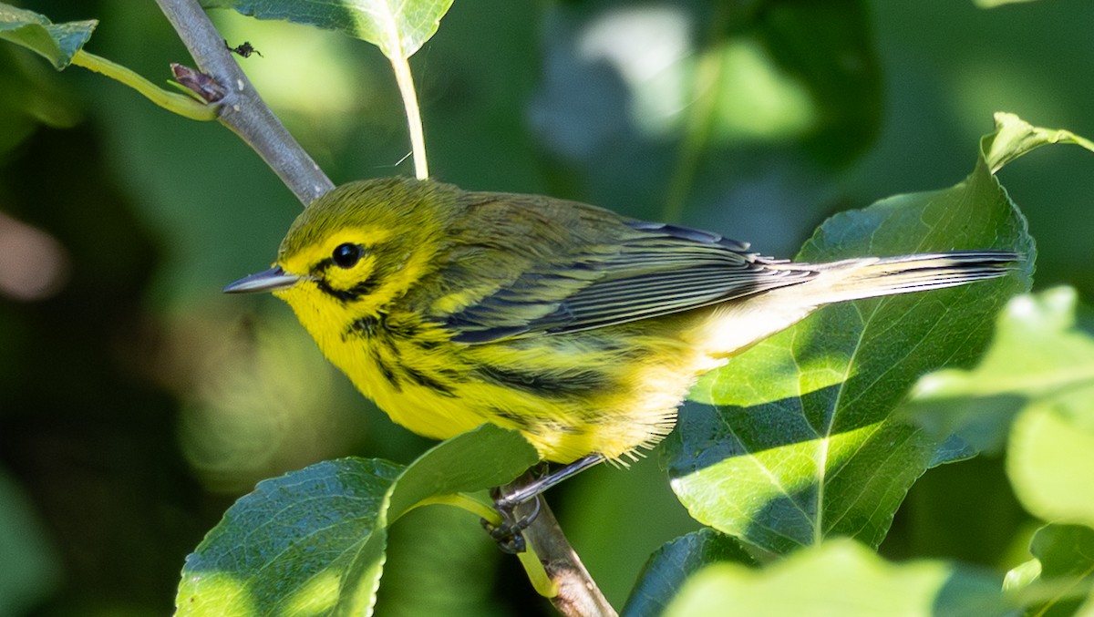 Prairie Warbler - ML641139505