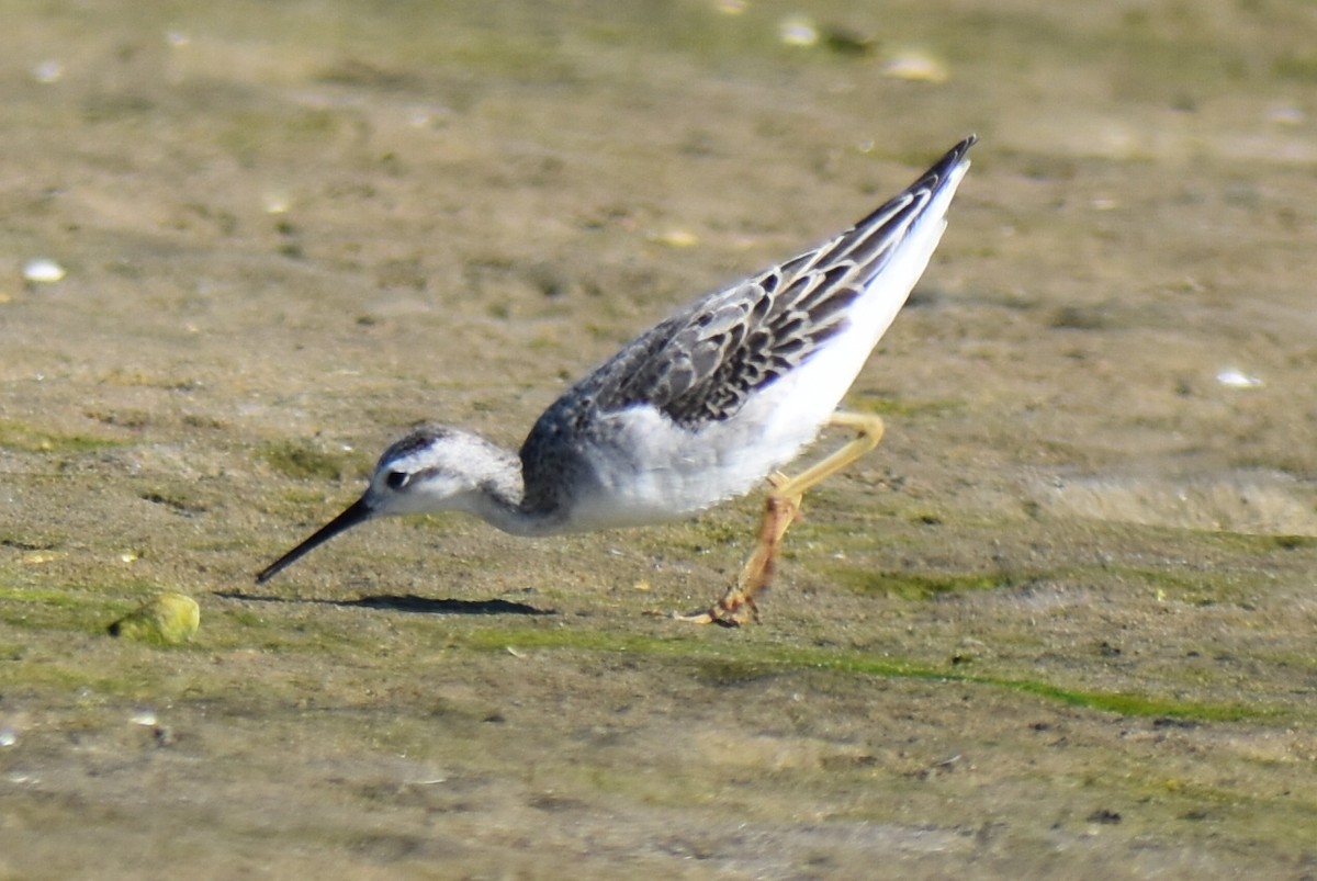 Wilson's Phalarope - ML641139507