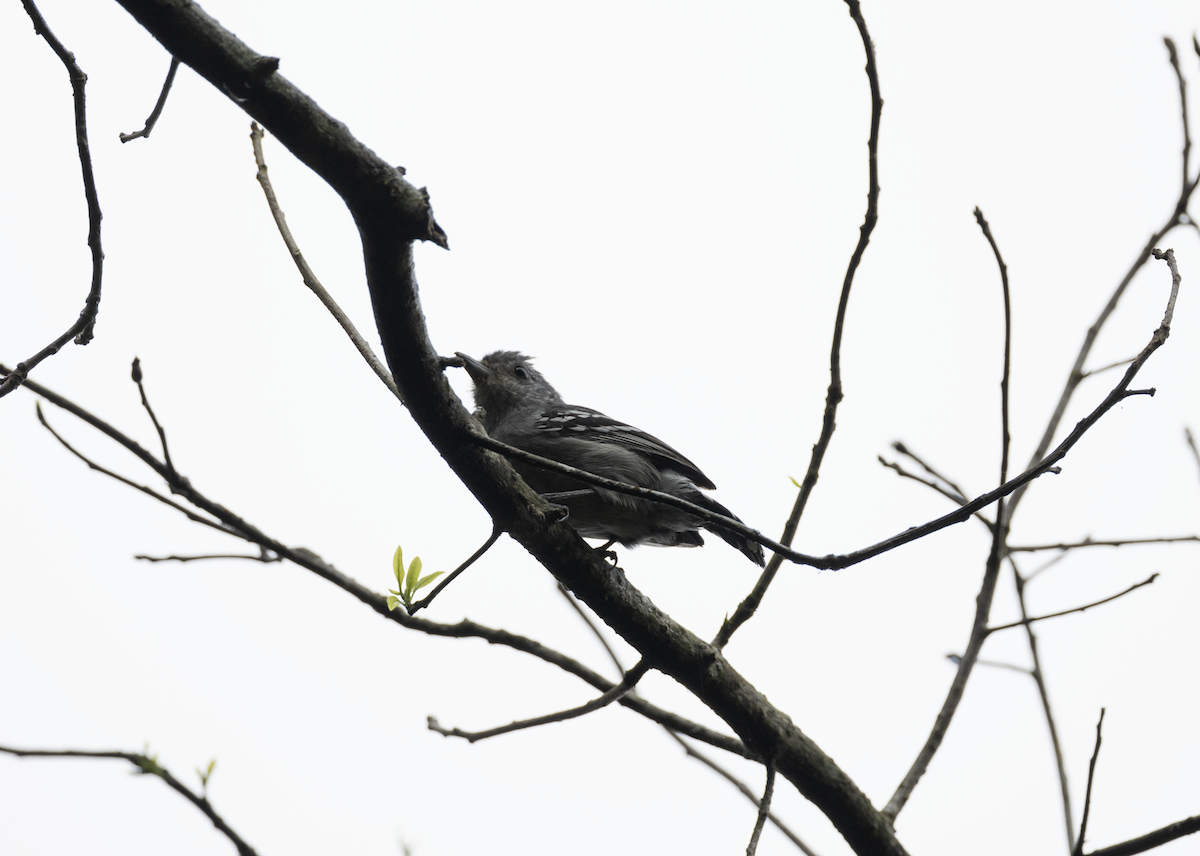 Sooretama Slaty-Antshrike - ML641139522