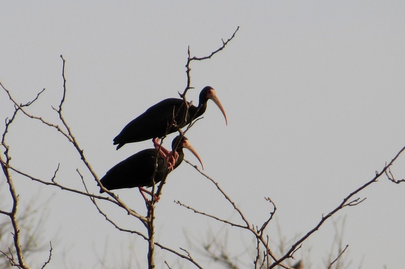 Bare-faced Ibis - ML641139539