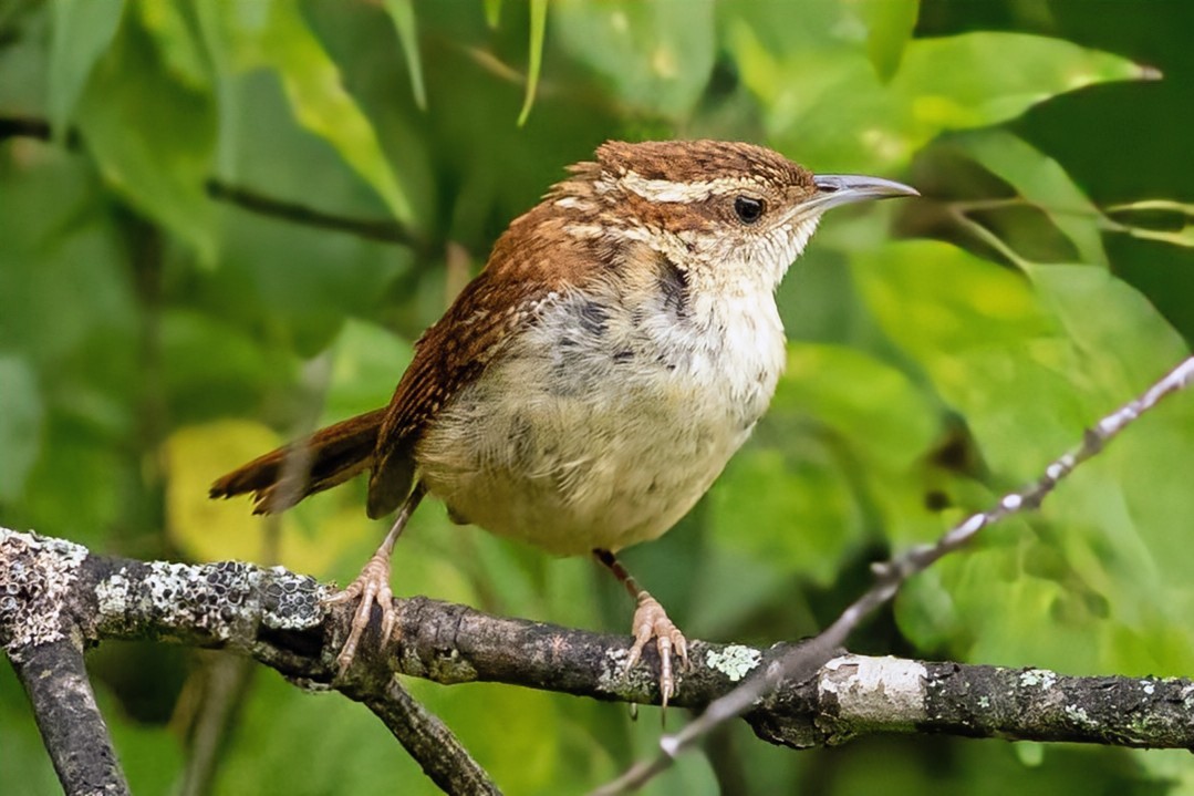 Carolina Wren - ML641139544