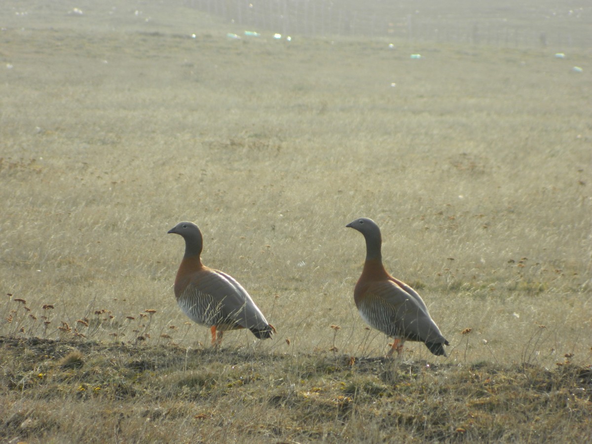 Ashy-headed Goose - ML641139551