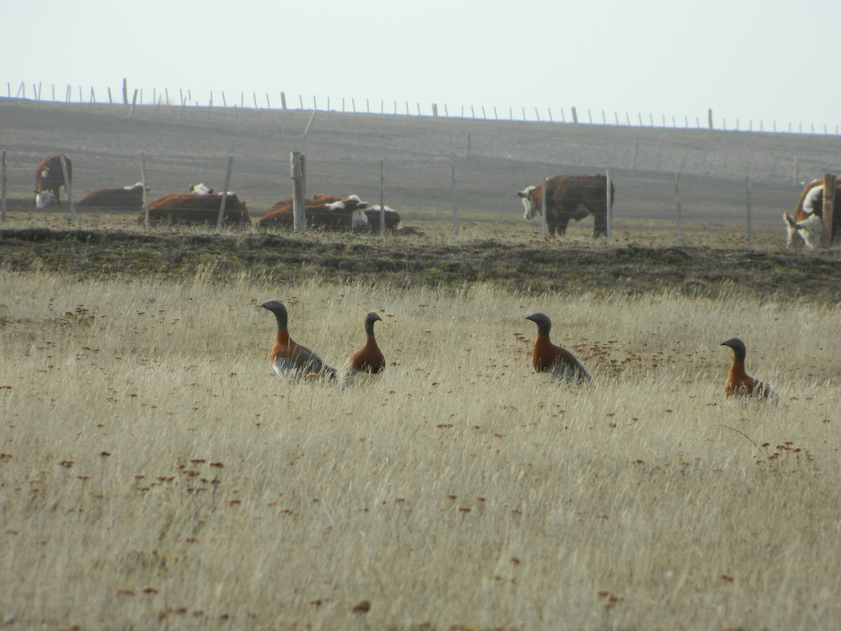 Ashy-headed Goose - ML641139553