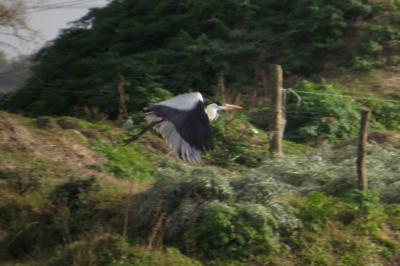 Cocoi Heron - ML641139555
