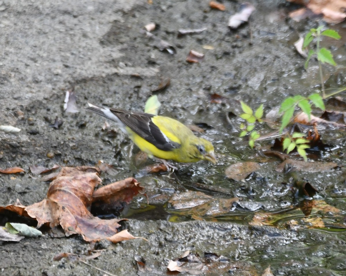 American Goldfinch - ML641139556