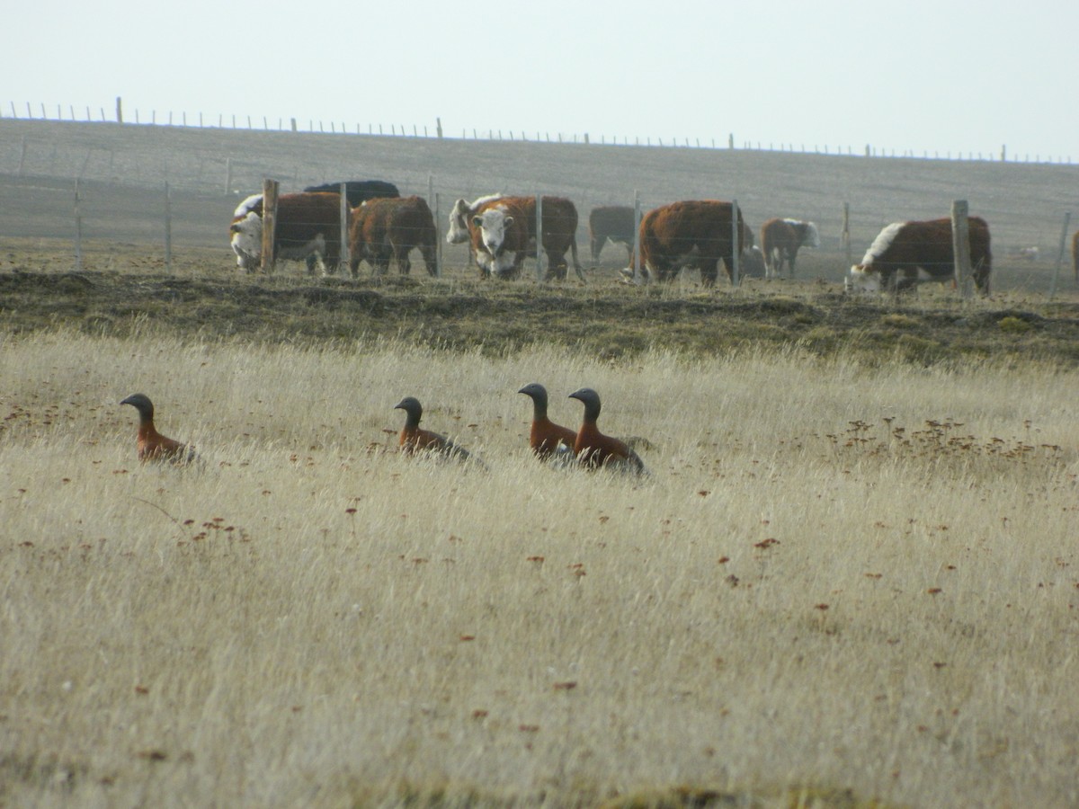 Ashy-headed Goose - ML641139562