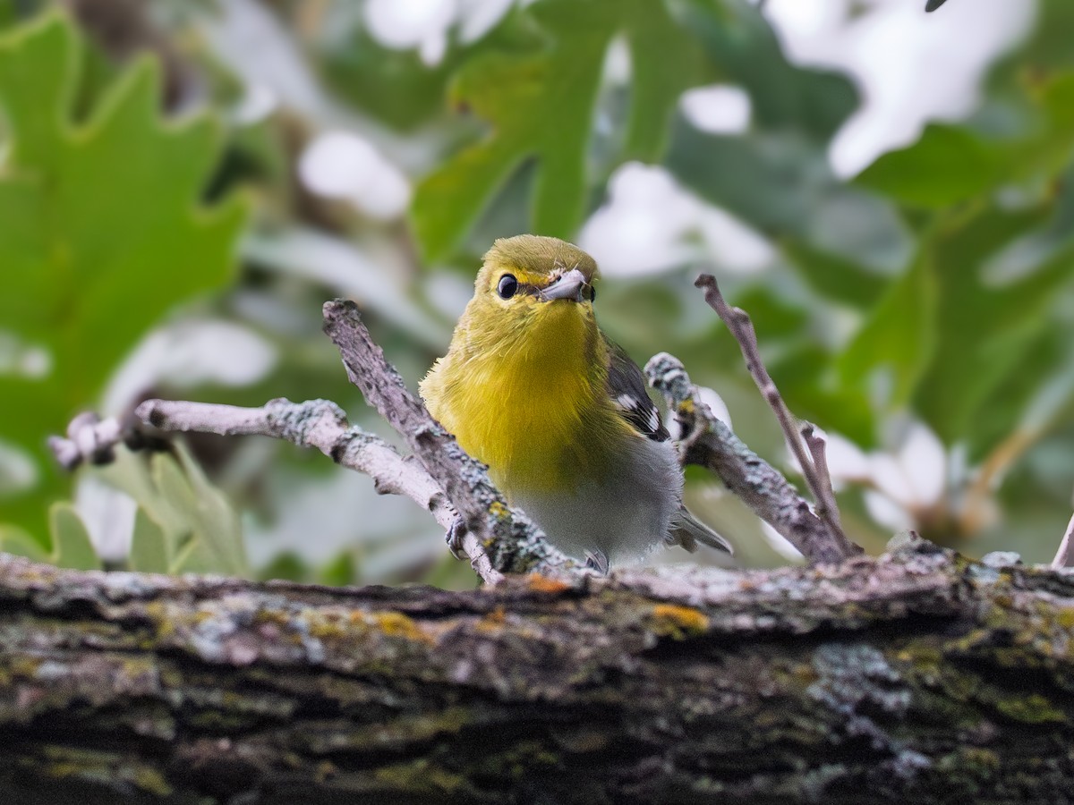 Yellow-throated Vireo - ML641139564