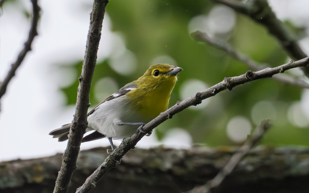 Yellow-throated Vireo - ML641139570