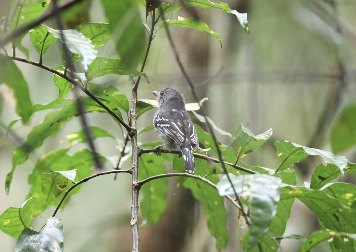 Sooretama Slaty-Antshrike - ML641139588