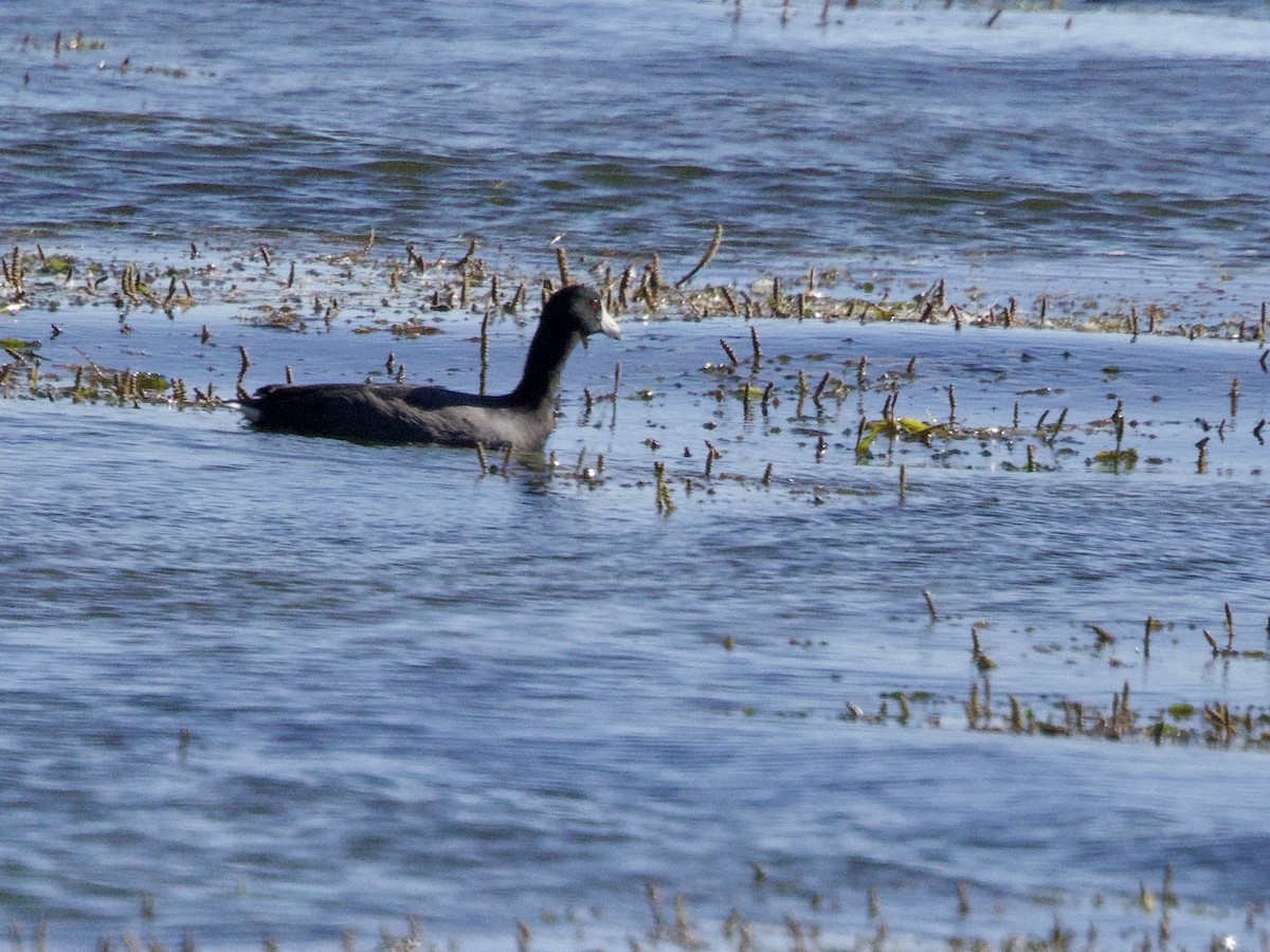 American Coot - ML641139590