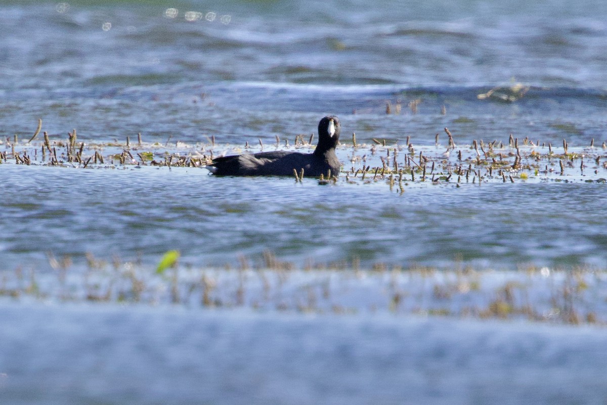 American Coot - ML641139591