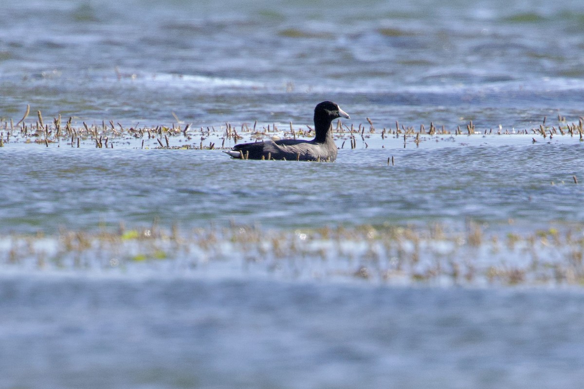 American Coot - ML641139592