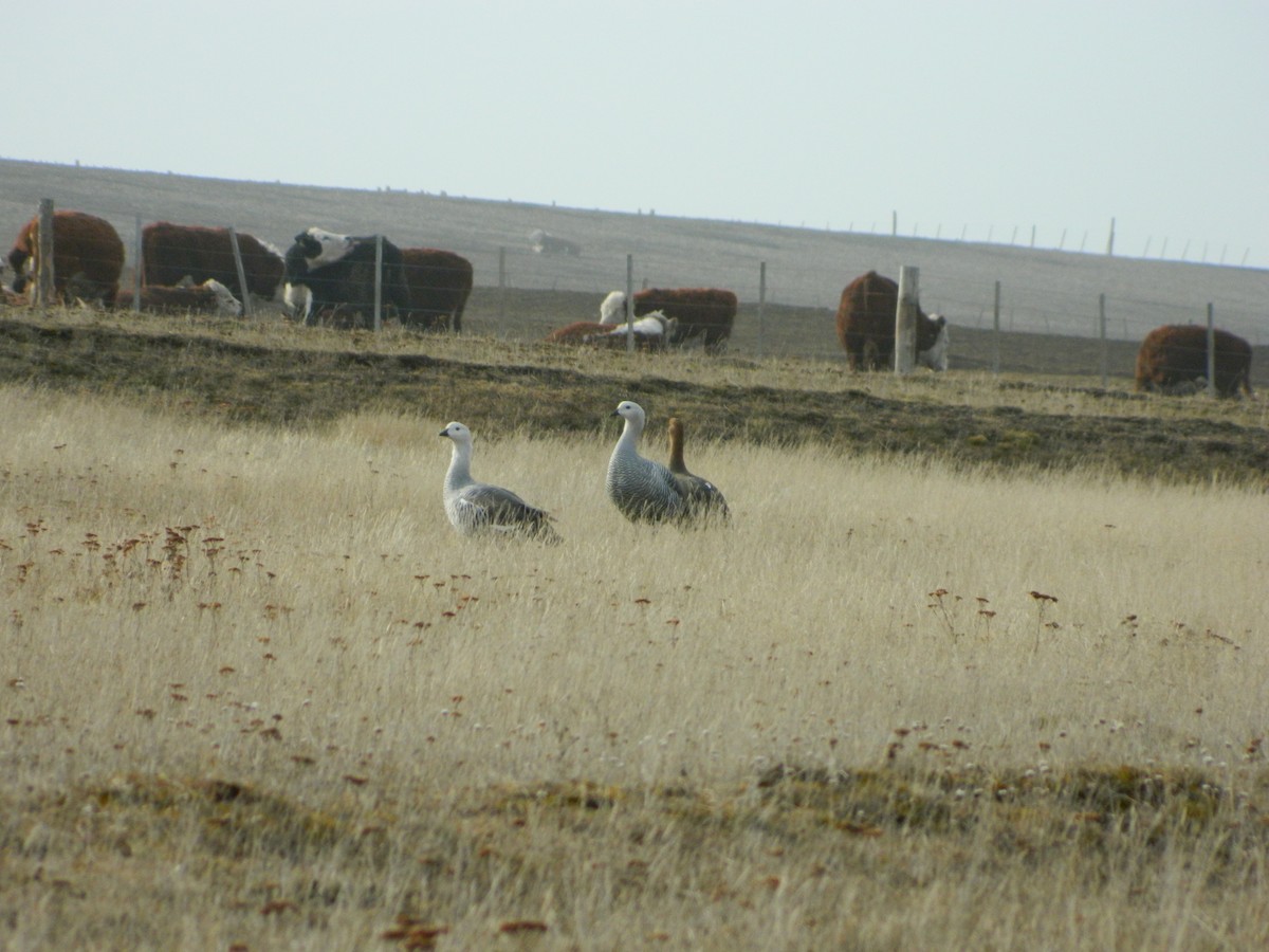 Upland Goose - ML641139595