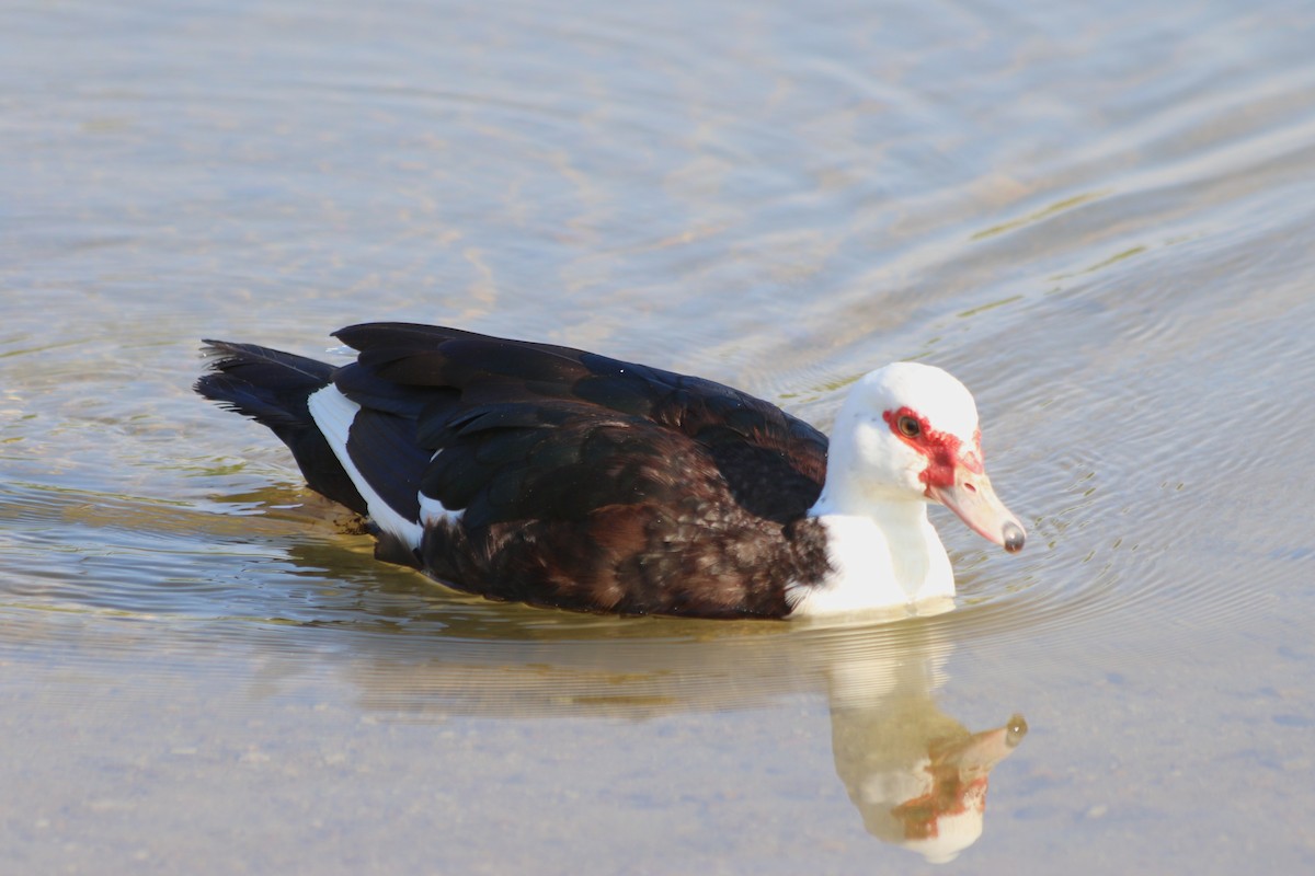 Muscovy Duck (Domestic type) - ML641139623