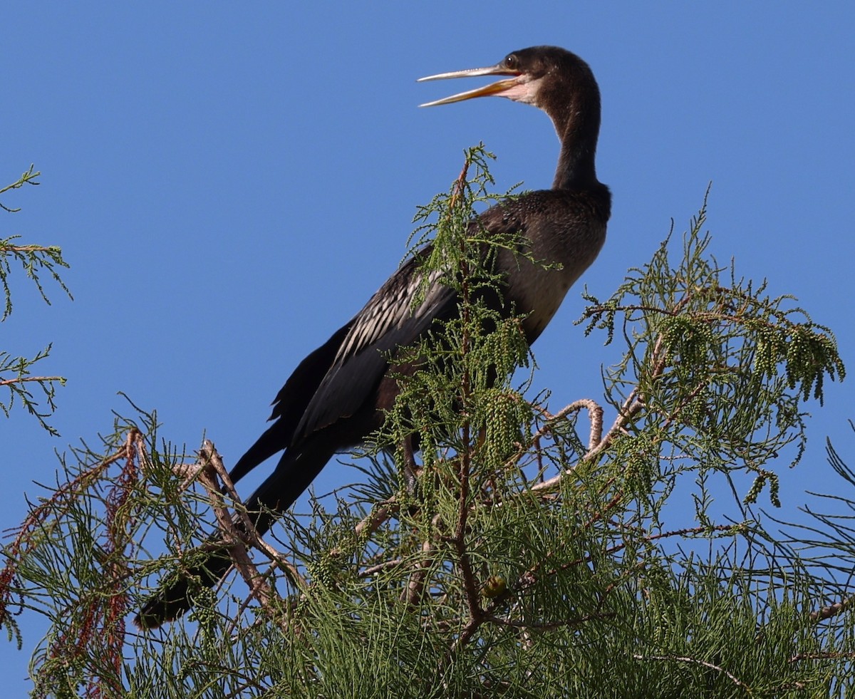 Amerika-Schlangenhalsvogel - ML641139635