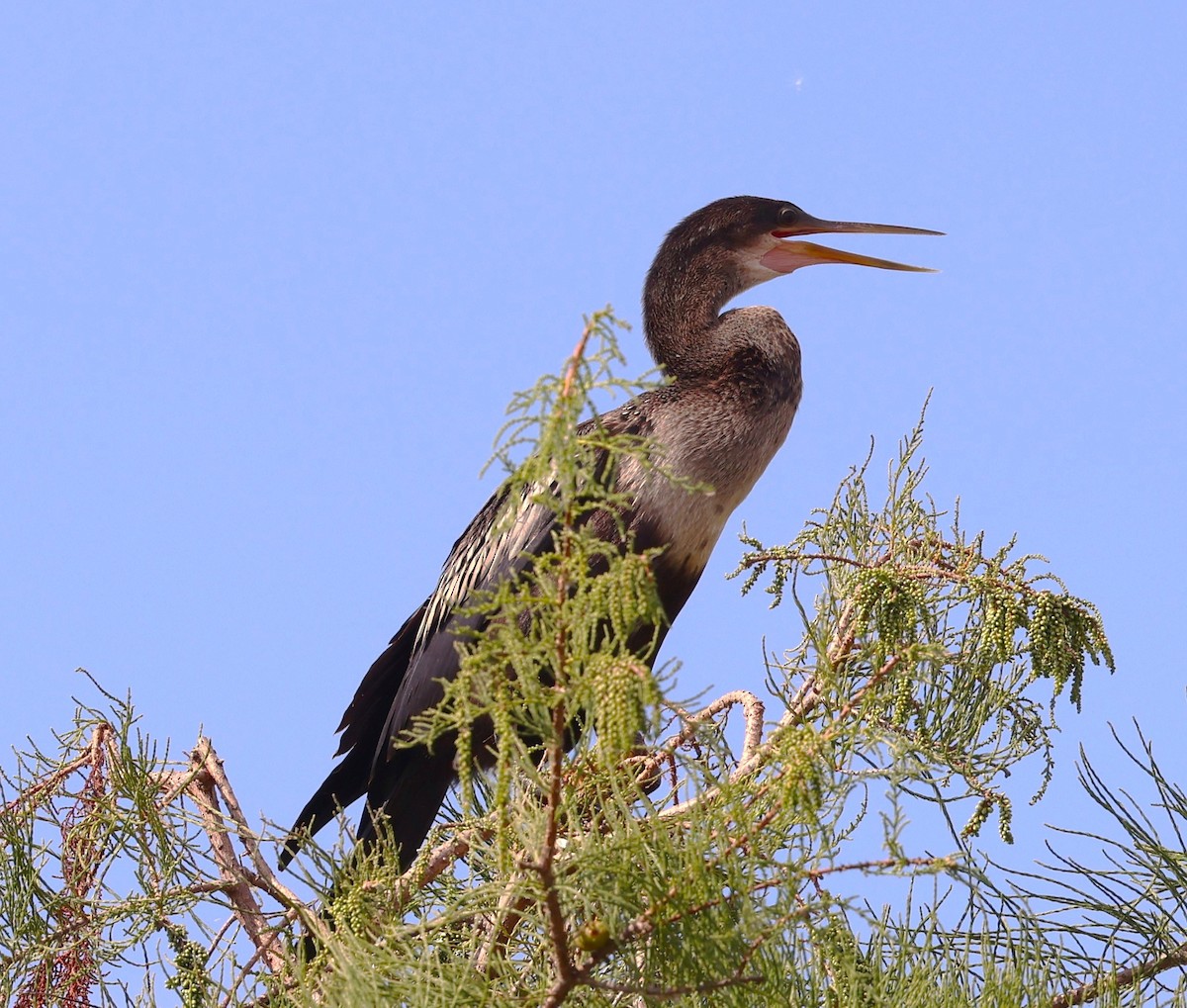 Amerika-Schlangenhalsvogel - ML641139637
