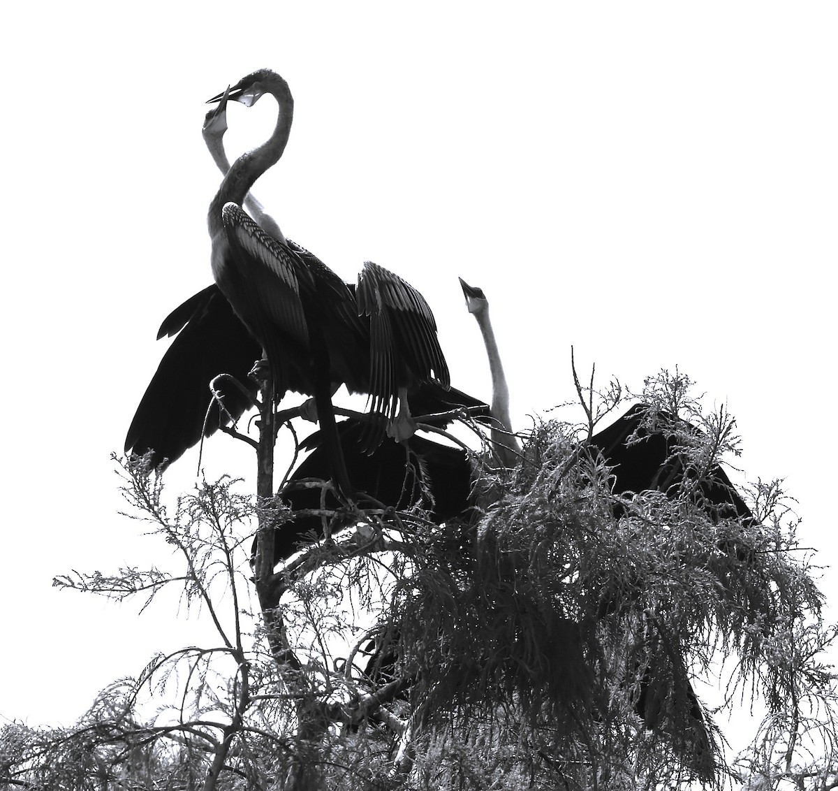 Amerika-Schlangenhalsvogel - ML641139638