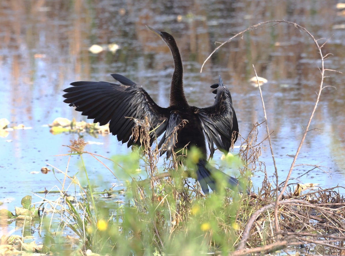 Amerika-Schlangenhalsvogel - ML641139639