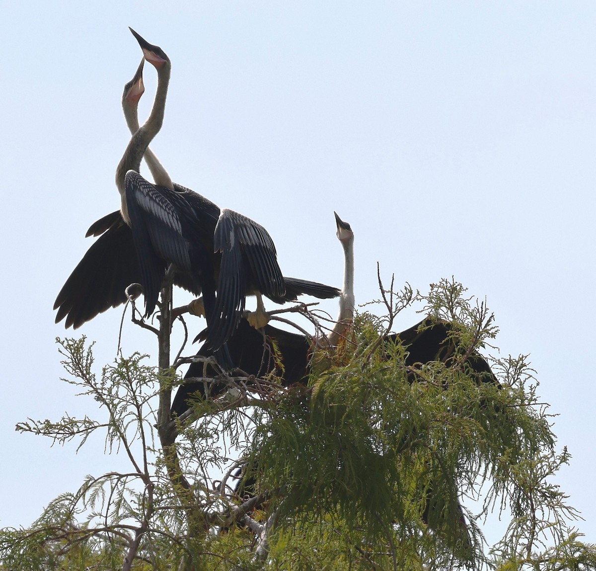 Amerika-Schlangenhalsvogel - ML641139640