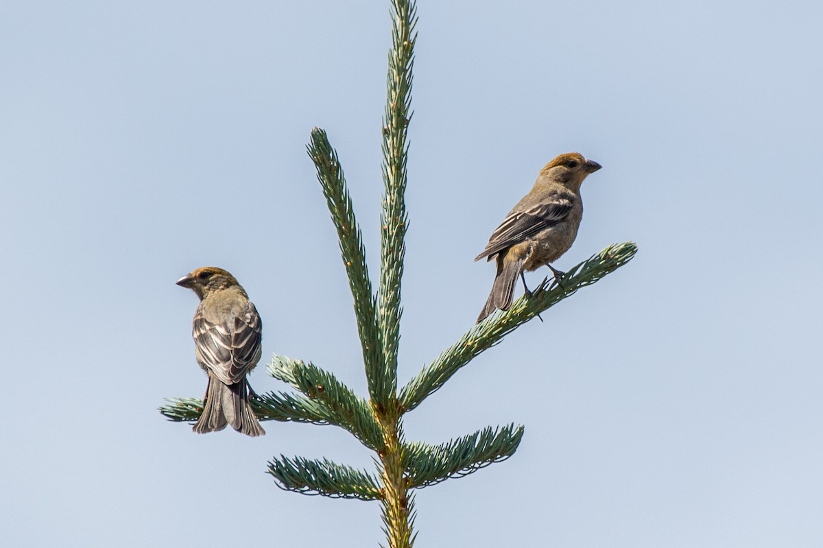 Pine Grosbeak - ML641139650
