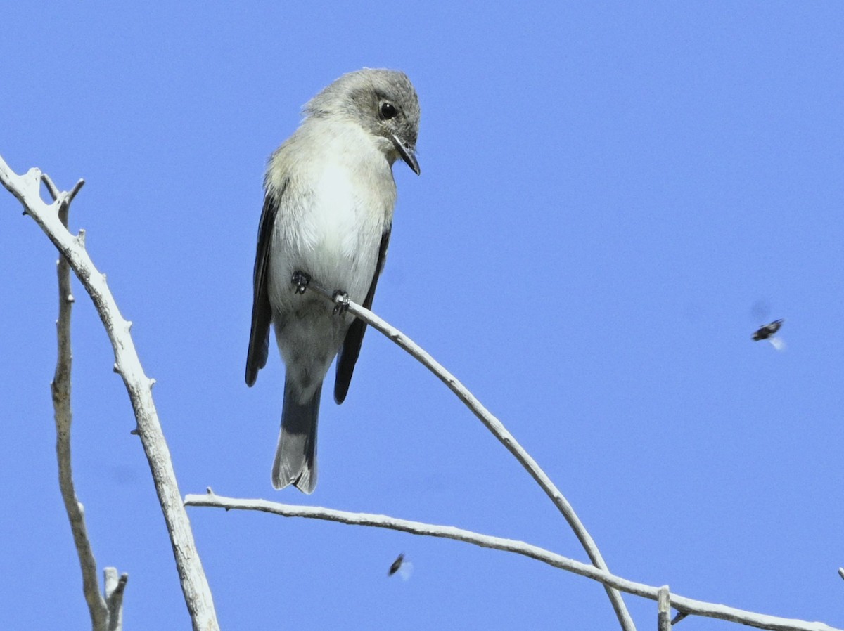 Western Wood-Pewee - ML641139661