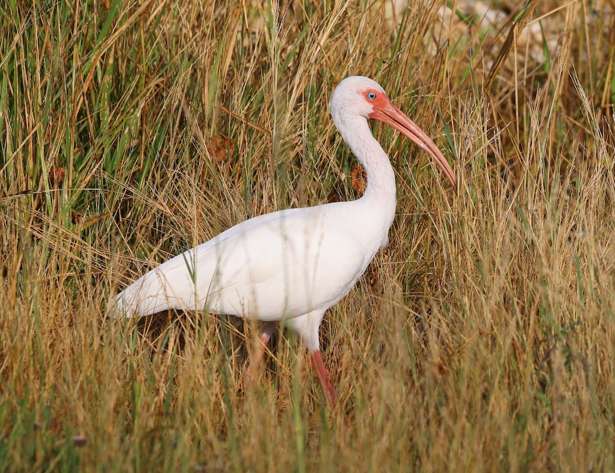 White Ibis - ML641139666