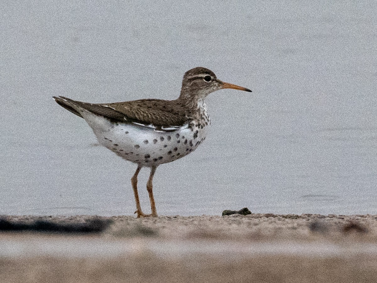 Spotted Sandpiper - ML641139694