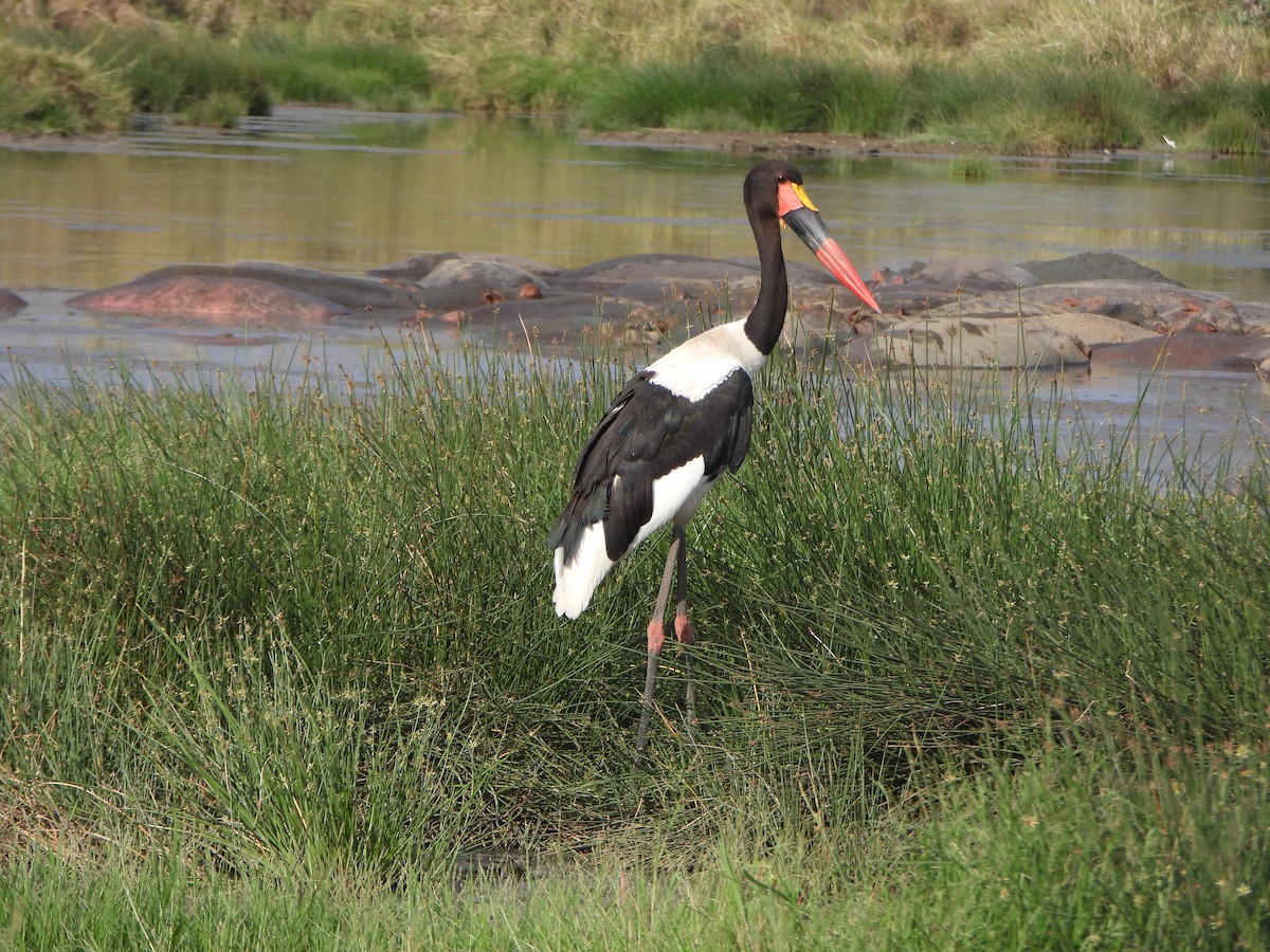 Saddle-billed Stork - ML641139717