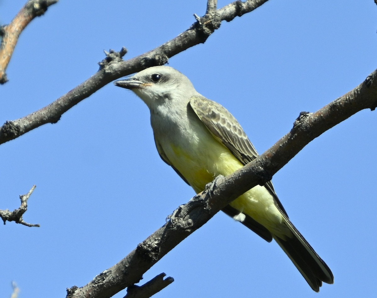 Western Kingbird - ML641139720
