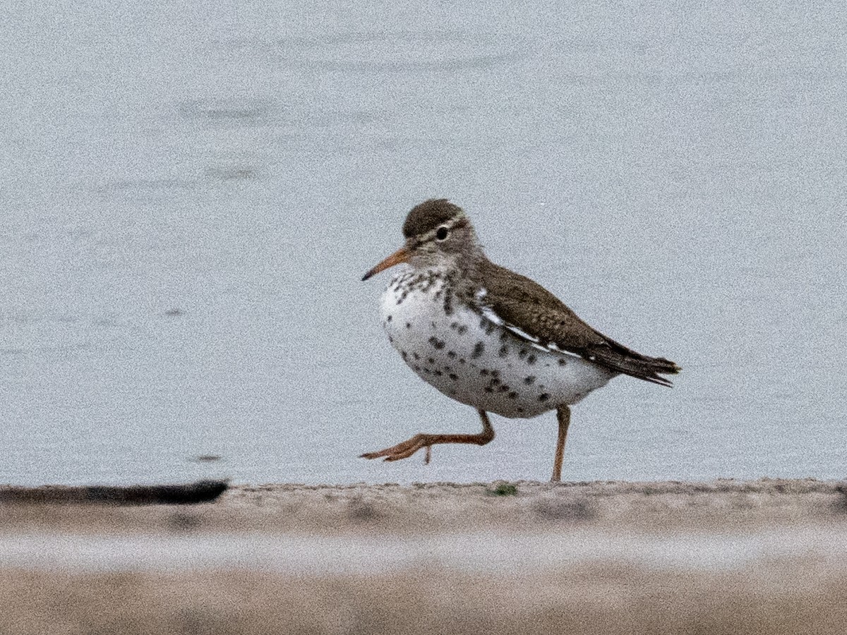 Spotted Sandpiper - ML641139724