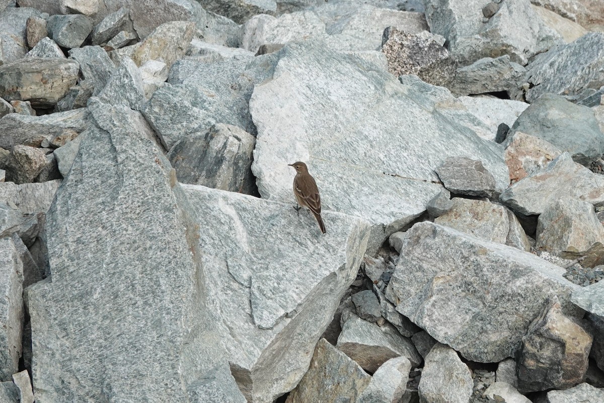 American Pipit - ML641139737