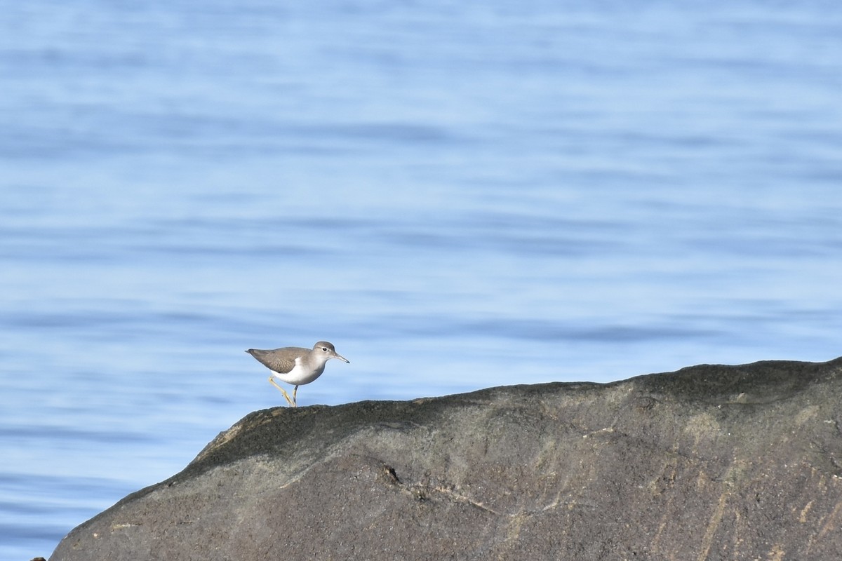 Spotted Sandpiper - ML641139740