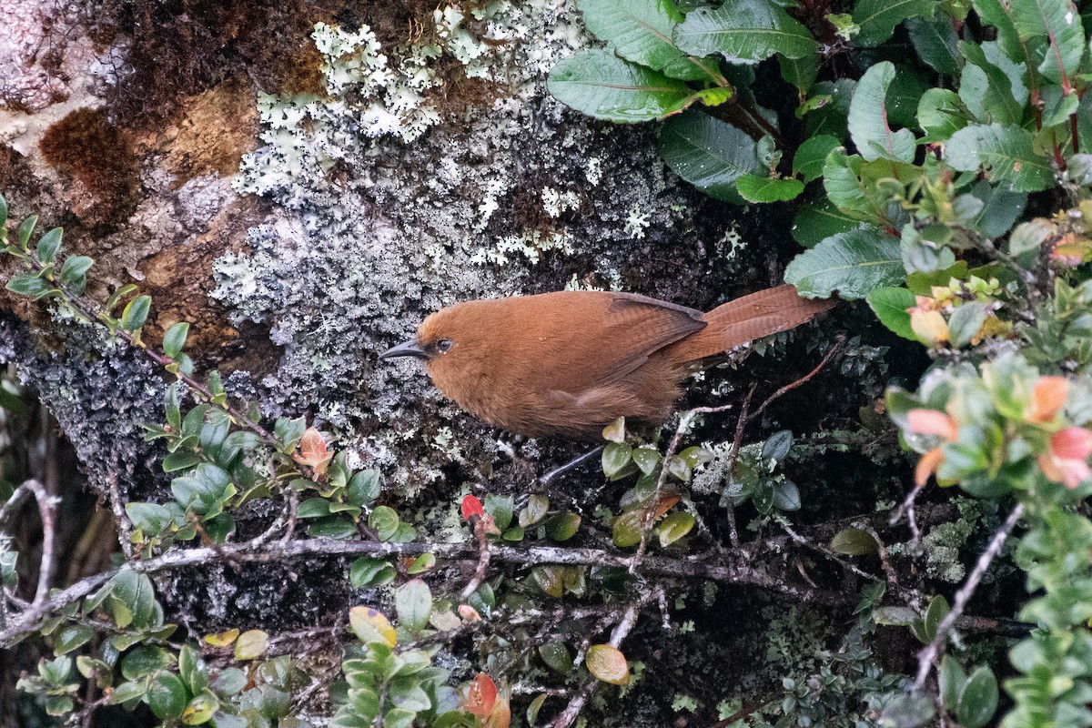 Rufous Spinetail - ML641139741