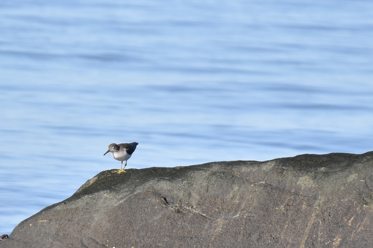 Spotted Sandpiper - ML641139742