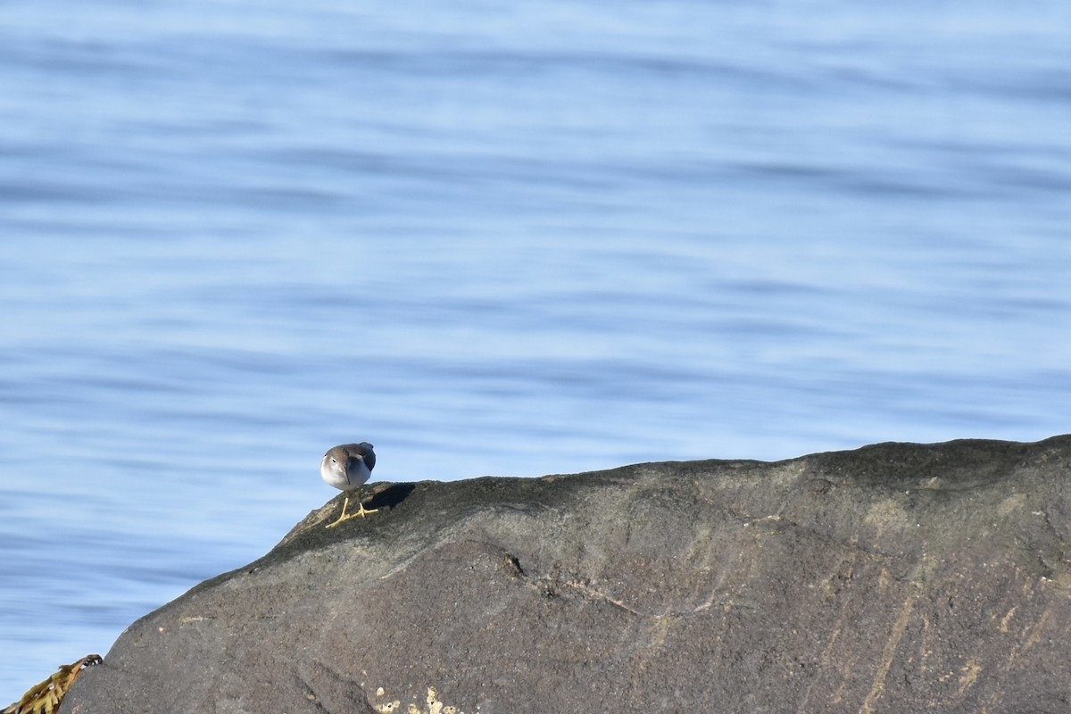 Spotted Sandpiper - ML641139743