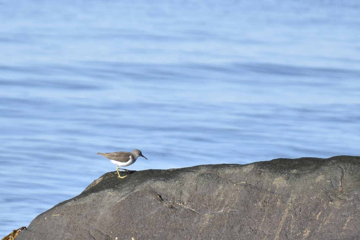 Spotted Sandpiper - ML641139744