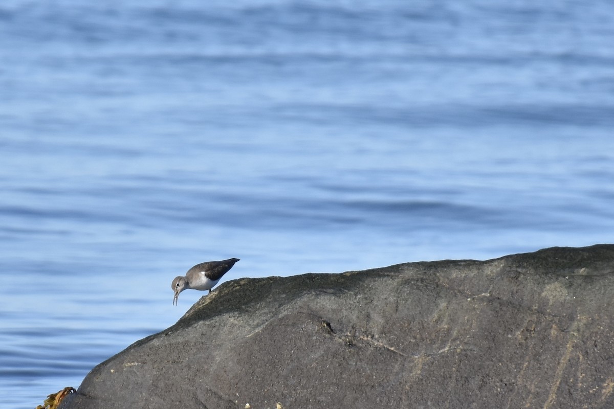 Spotted Sandpiper - ML641139746