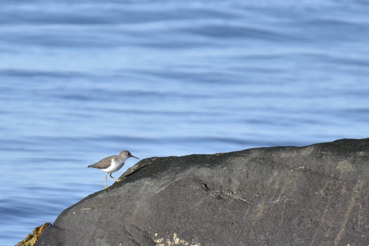 Spotted Sandpiper - ML641139747